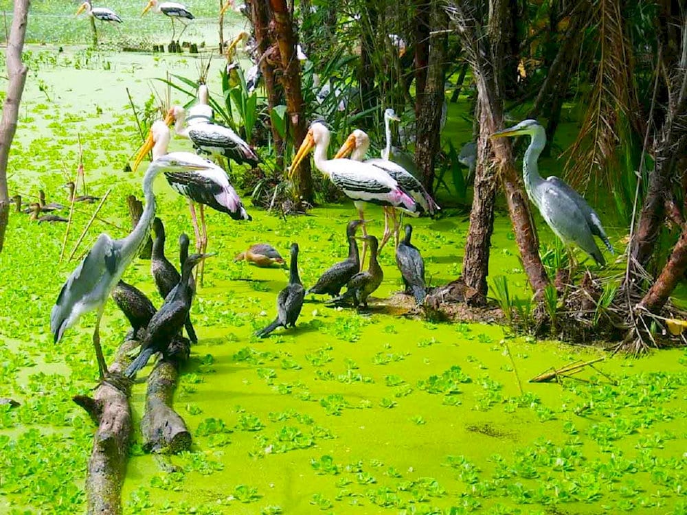 Mùa nước nổi là thời điểm lý tưởng để quan sát chim tại Gáo Giồng 